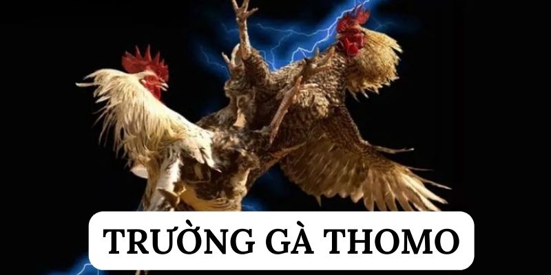 Trường gà Thomo - Thế giới của chiến kê ưa chuộng lại 69VN