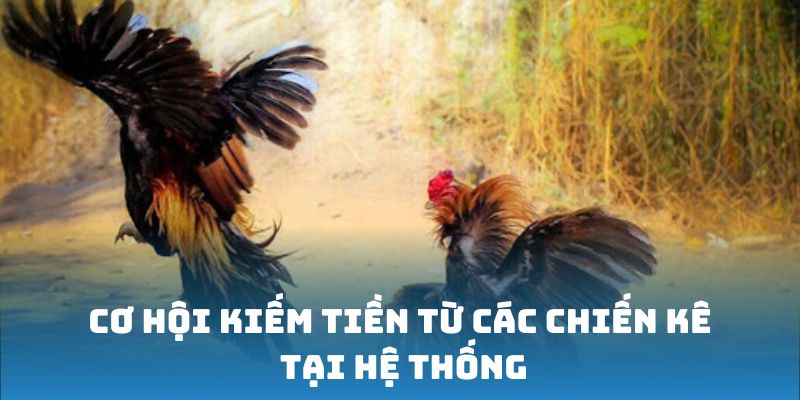 Cơ hội kiếm tiền từ các chiến kê tại hệ thống