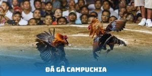 Đá gà Campuchia - Tựa game kịch tính bậc nhất khu vực