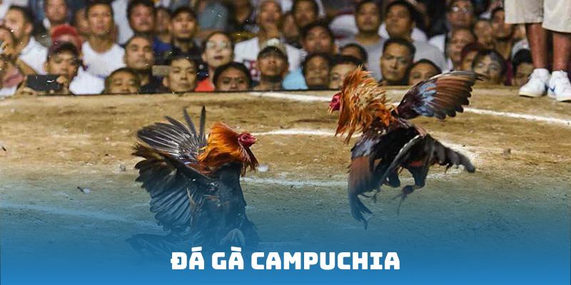 Đá gà Campuchia - Tựa game kịch tính bậc nhất khu vực