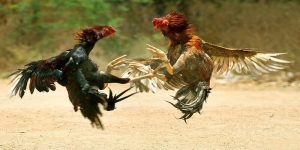 Đá Gà Tre: Tận Hưởng Thể Loại Chọi Kê Đầy Lôi Cuốn Tại 69VN