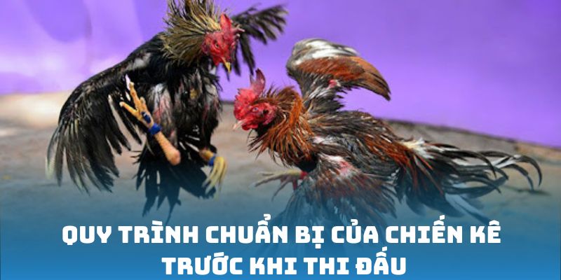 Quy trình chuẩn bị của chiến kê trước khi thi đấu